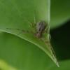 Philodromus sp.